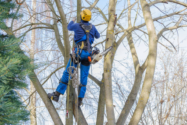 How Our Tree Care Process Works  in  Dilworth, MN